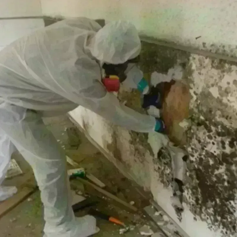 Mold Remediation and Removal in Lauderhill, FL